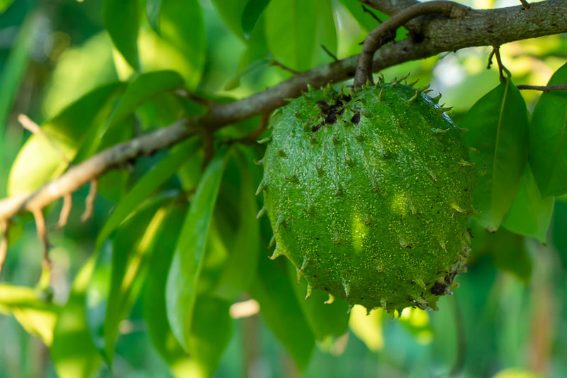 Soursop Leaves from the Amazon Rainforest